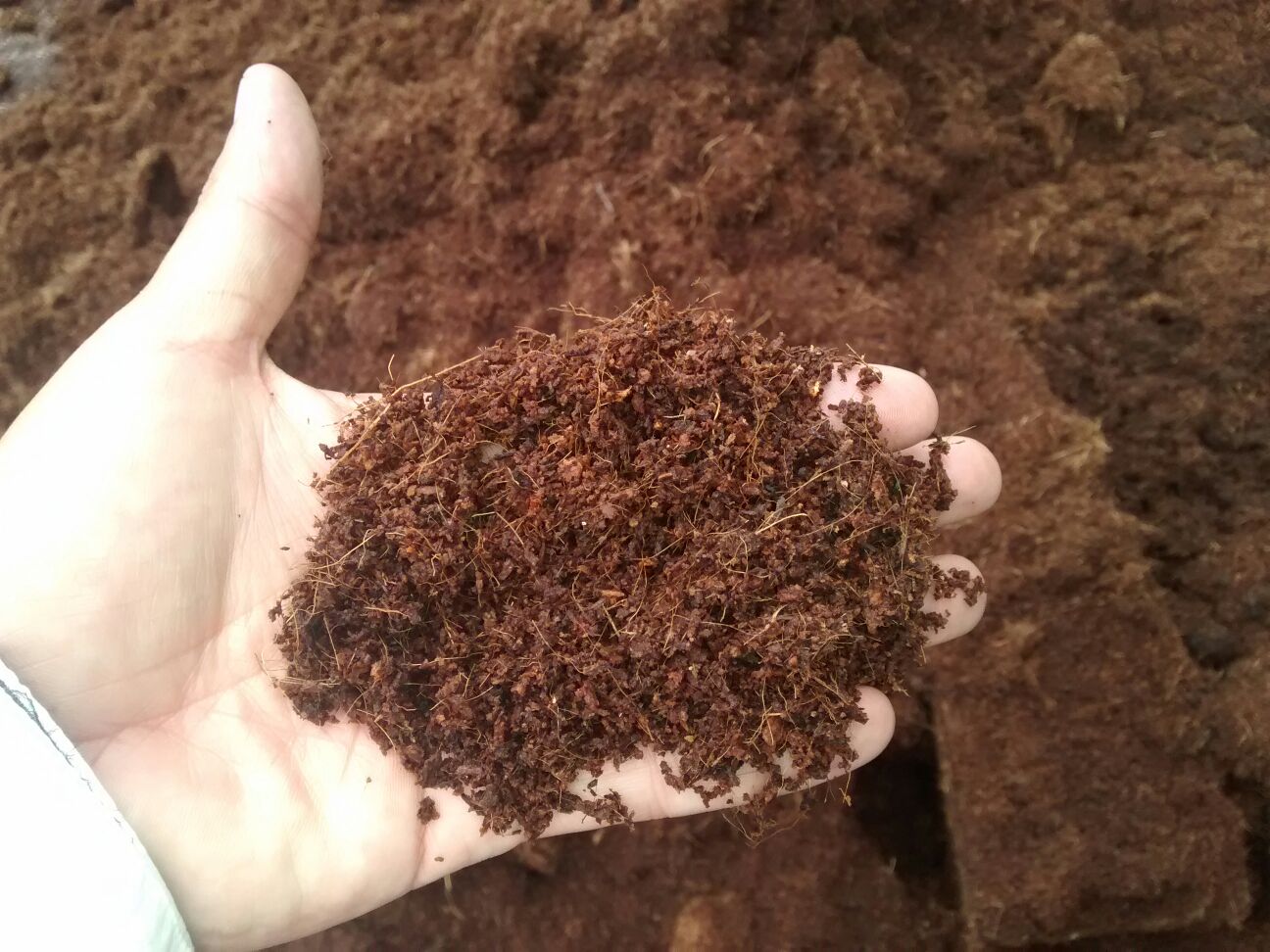 Coconut Coir for water retention in plants