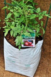 city-garden-grow-bag-with-tomatosm