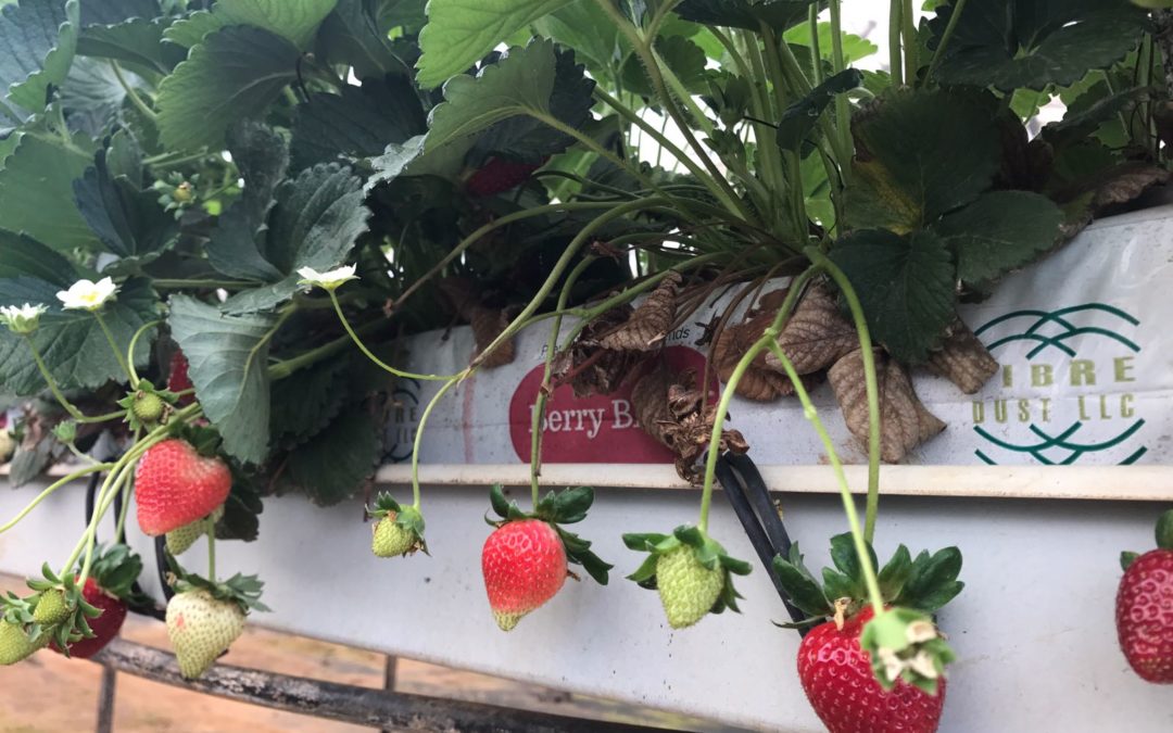 Considering Greenhouse Strawberries? Here’s what you need to know!