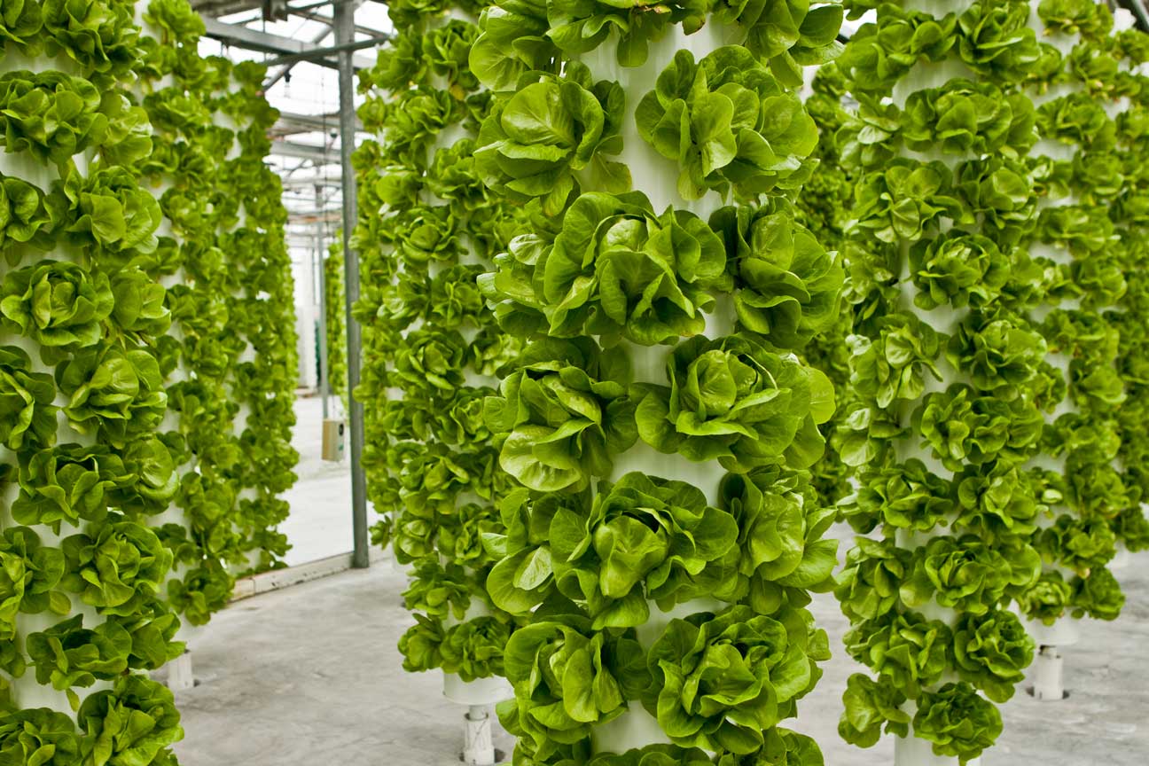 Build Your Own Hydroponic Tower