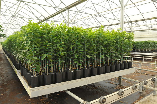 Citrus Liners and Greenhouse Efficiency