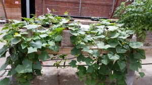 city garden cucumber growbags