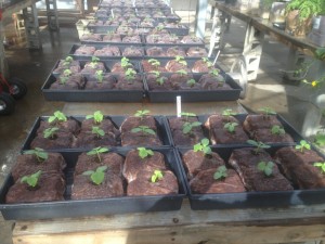 Seedlings in cubes