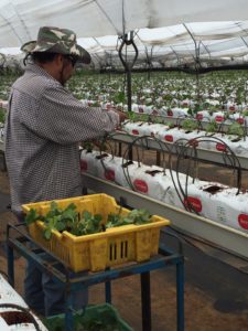 Berry Blend Strawberry Grow Bags