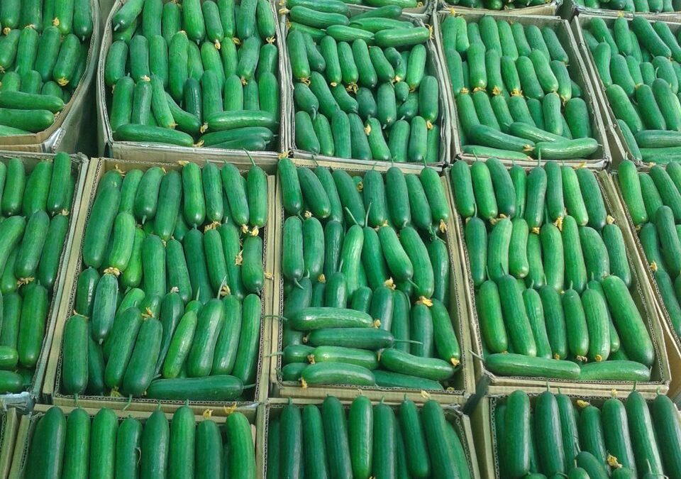 Growing Cucumbers in Coir in India