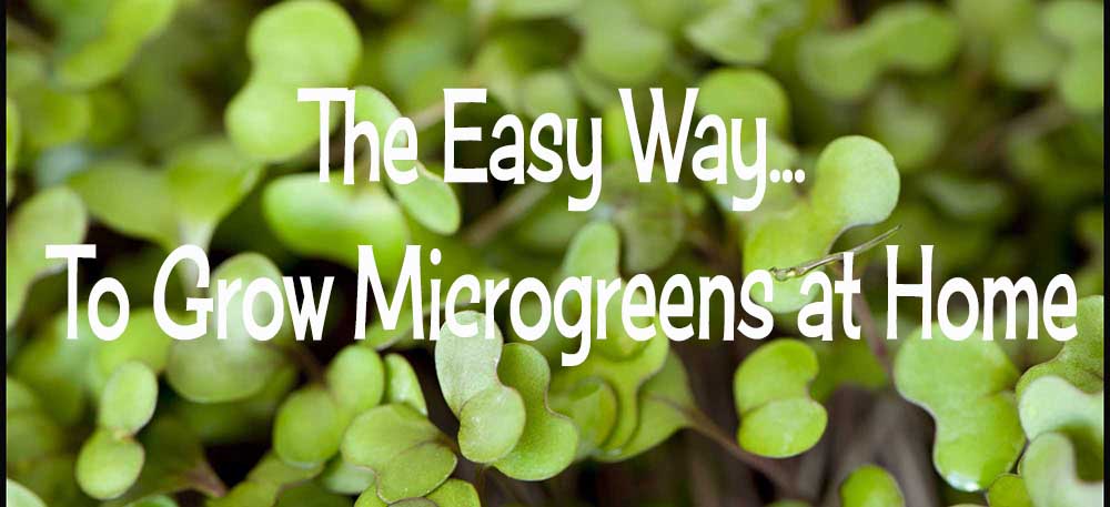 The Easy Way to Grow Microgreens At Home