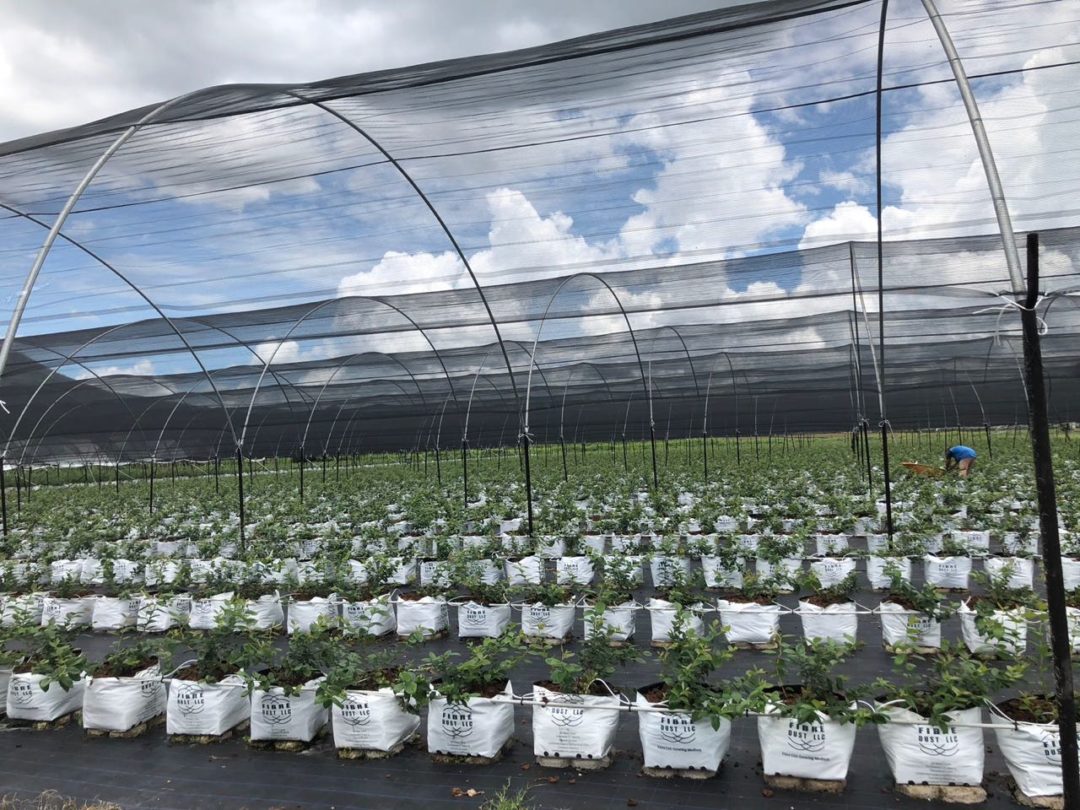 FIBREDUST LLC. ANNOUNCES PHASE 1 COMPLETION OF MEXICO FACILITY FD